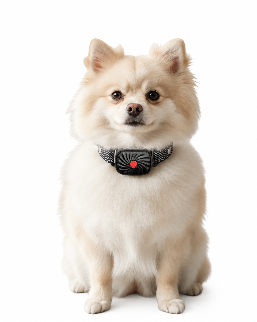 Halsband für kleine Hunde mit Ton und Vibration
